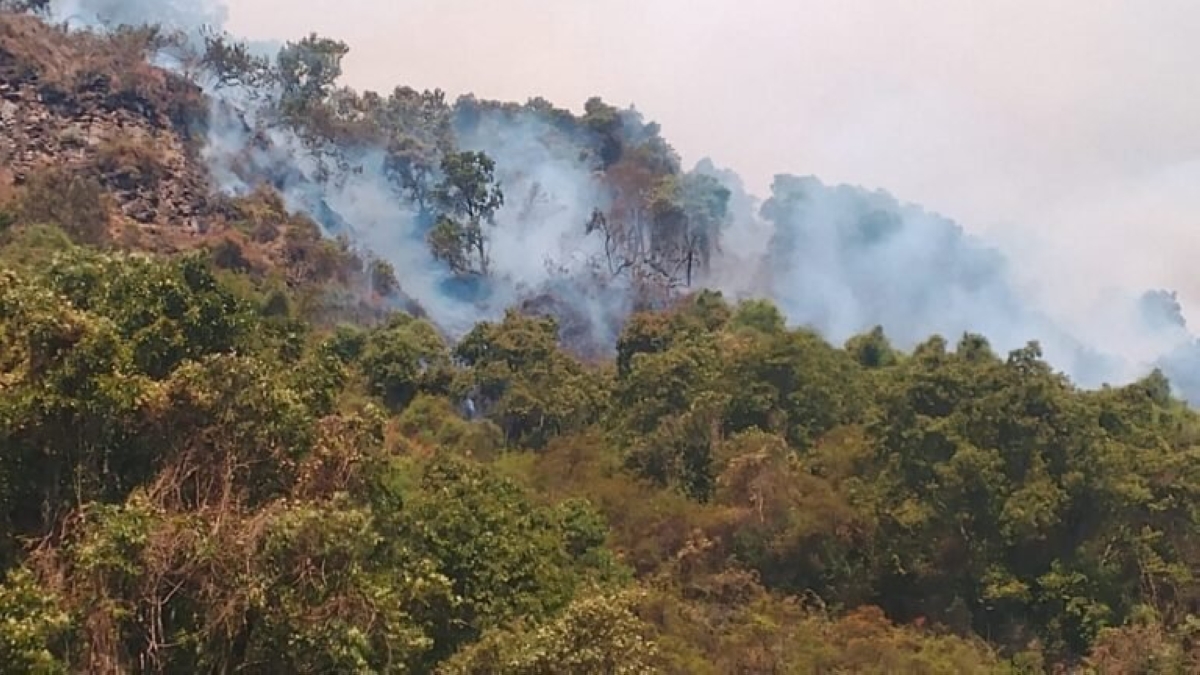 Mutangana said more than 15 hectares are estimated to have been affected so far. Courtesy