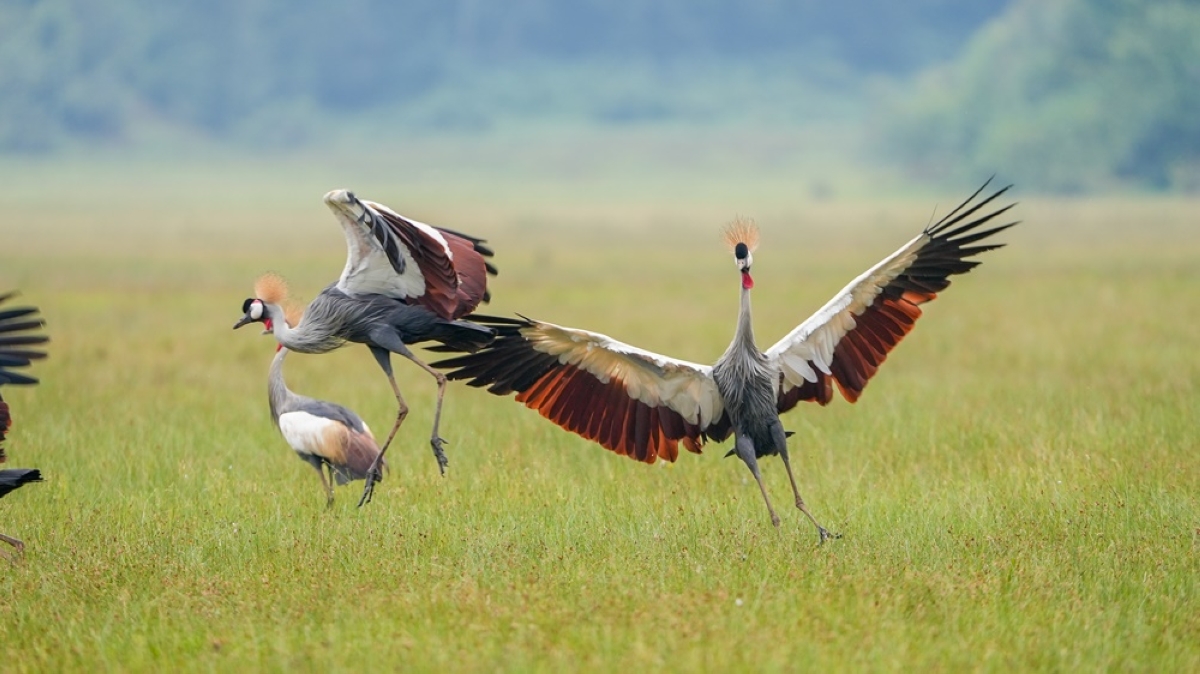 Grey Crowned Crane population rises to nearly 1,500 — survey