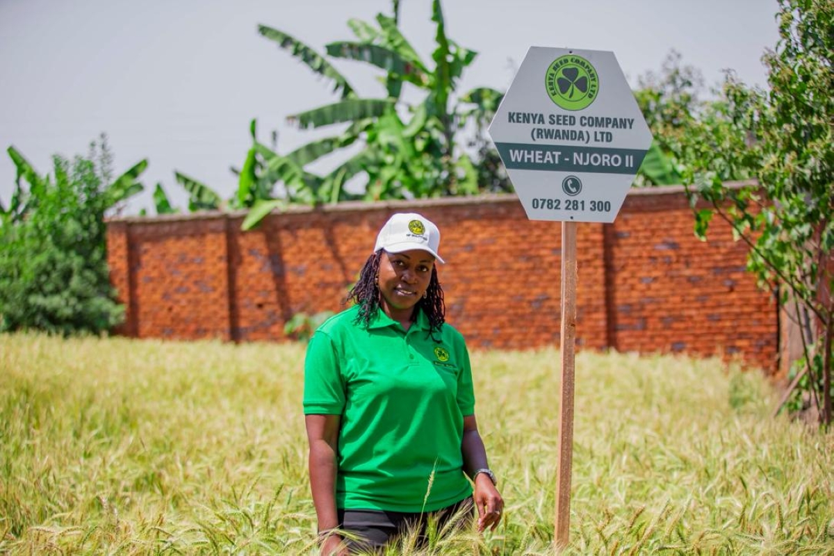 newtimes.co.rw - Jean d’Amour Mbonyinshuti - How Kenya Seed Company Rwanda is boosting quality seed adoption, farm productivity