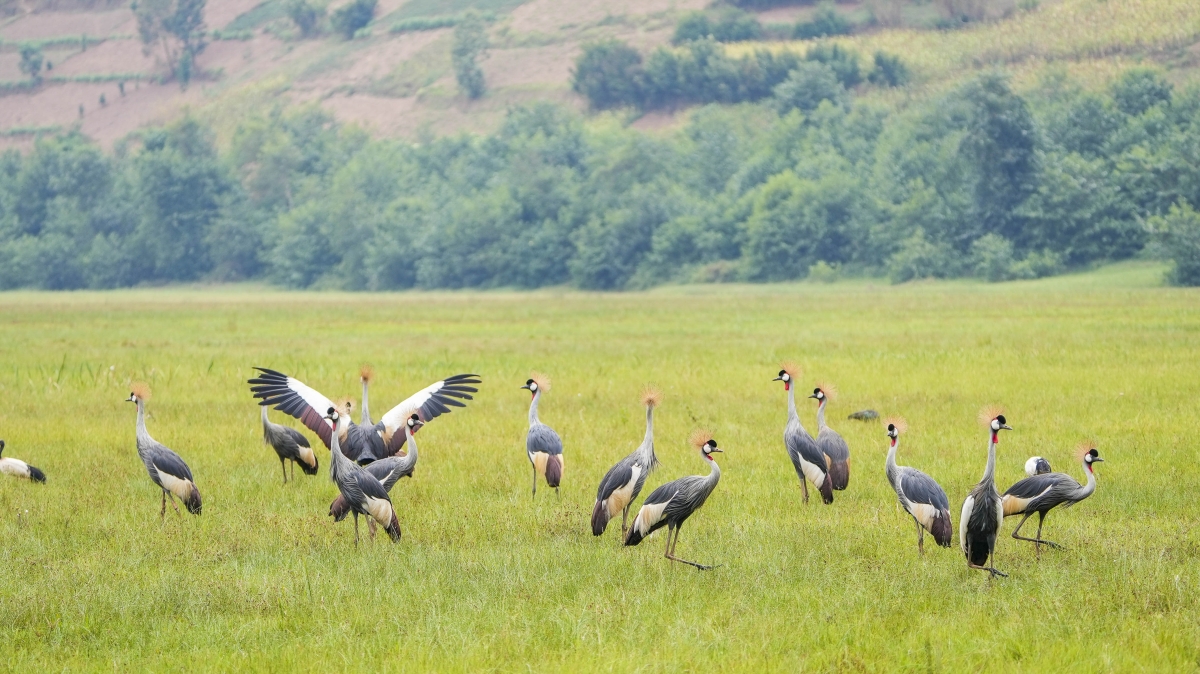 newtimes.co.rw - Protecting wildlife is an investment in the future