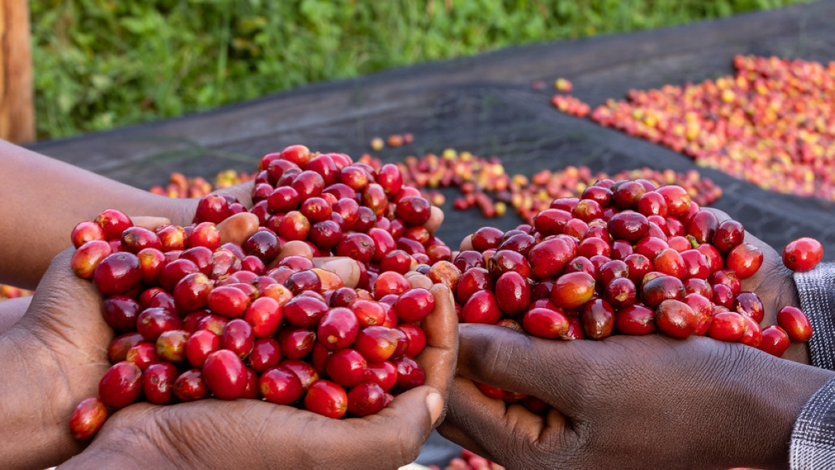 Coffee cherries