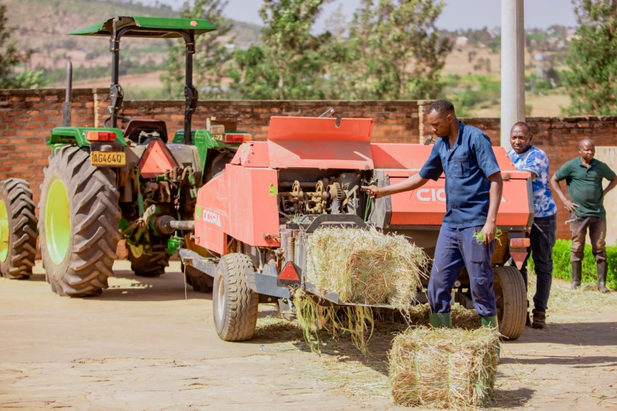A cooperative member demonstrates how to store fodder during the dry season, helping farmers in Nyagatare find solutions to drought challenges.