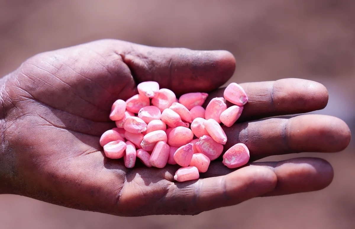 A farmer displays seeds of a new maize variety being tested in Bugarama, Rusizi District, on January 21, 2026. Photo RAB.