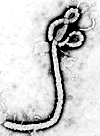 Graphic illustration of the virus that causes ebola