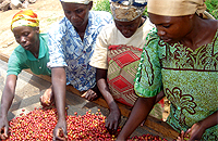 BENEFICIARIES: Workers sort coffee berries in a washing plant in the Northern Province. (File photo)