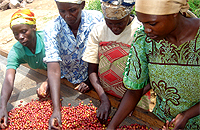 BENEFICIARIES: Workers sort coffee berries in a washing plant in the Northern Province. (File photo)
