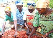 Rwandan  women sorting coffee beans. (File photo)