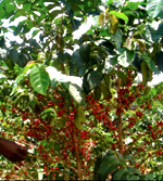 A coffee plantation in Rwanda. (File photo)