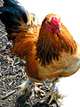 Chickens are particularly susceptible to bird flu.