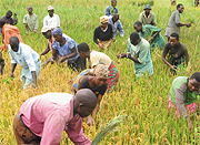 In terms of quality Rwandau2019s agriculture products triumph, we need to focus on productivity (File photo)