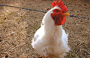 A broiler chicken.