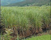 Sugarcane plantation.