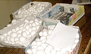 Silk worm eggs produced by Rhoda.