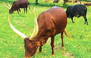 Cows to be inspected by World Animal Health Organisation (OIE).