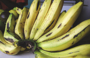 A cluster of yellow bananas on display at Kimironko Market. (Photo/E. Mucunguzi).