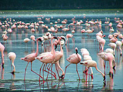 Flamingos at L. Nakuru
