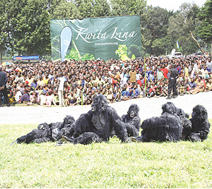 Thousands thronged the fourth yearly gorilla naming ceremony in Kinigi (Photo/ K.Llewellyn)