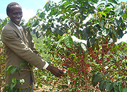 Coffee is one of the main cash crops sub-Saharan Africa depends on for economic growth.