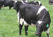 Friesian cattle best known for dairy production. (File Photo).
