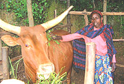 POVERTY Alleviation: A rural woman taking care of a cow. (File photo).