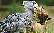 Shoebill is the most sought bird in Rwanda.