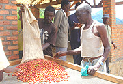Coffee Cooperatives in Rwanda are blossoming. (File photo).