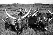 LONG-HORNED ANKOLE COWS: Pastoralists are rarely safe with their cattle.