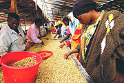 Rwanda Coffee Workers.
