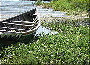 KILLING BUSINESS : A fishing boat trapped by the water hyacith on Lake Victoria.