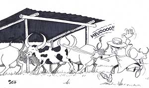 The Secretary General from the Prosecutor General's office has been called to court to explain the events that followed his cows' escape