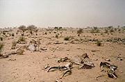 Deadliest effects of climate change. ( Net photo)