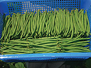 French beans produced by the East African Growers (EAG) Rwanda ready for export.(Courtesy photo)