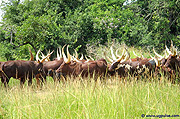 The cows grazing n Eastern province