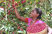 Coffee farmers in Oreme- Ethiopia.