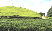 Tea is one of the main cash crops grown in Rwanda.