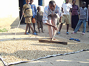 A farmer in Karongi District,Western Rwanda,drying his coffee. (Photo / E. Kwibuka)