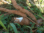 Cassava infection expected to decline under the funding (File photo)