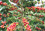 RIPE COFFEE:  Modern farming methods will lead to better yields.