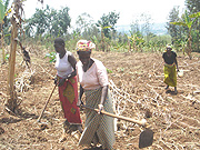 Rwandan women growing beans under the shade of banana trees.
