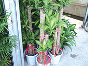 draceana trees ready for export