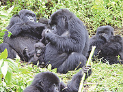 There are only 720 mountain gorillas remaining in the world