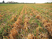 Adverse effects of climate change: A rice field drying.
