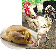 In Ghana, imported chickens (L) are cheaper than those locally bred (R) because european farmers are subsidised by their governments