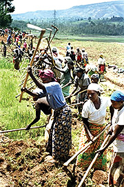 Rwandan women in agriculture