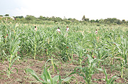 East African farmers need more from their sweat. (File photo)