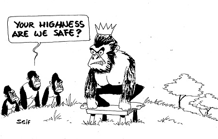 The Great Gorilla Silverback at the Virunga National Park, died last week at 31 years, but the primates installed a new King.