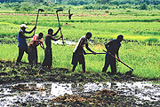 Farmers in a rice field.
