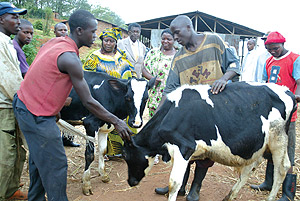The Deputy Speaker of the Lower Chamber of Parliament, Amb. Polisi Denis, yesterday donated cows to women farmers of Rutsiro district. 