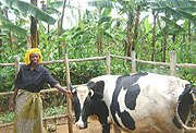 Excited Imelta Mukantabana attends to her fresian cow given to her by send cow (Photo/M.GAHIGI)