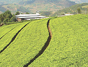 A distant view of Gisovu tea factory and some tea plantations. (File photo)